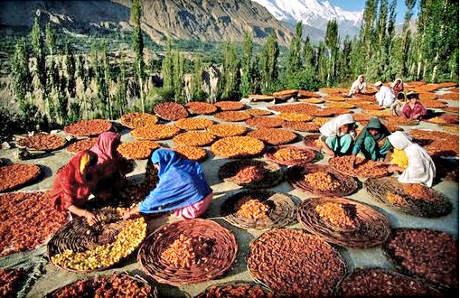 Hunza apricots
